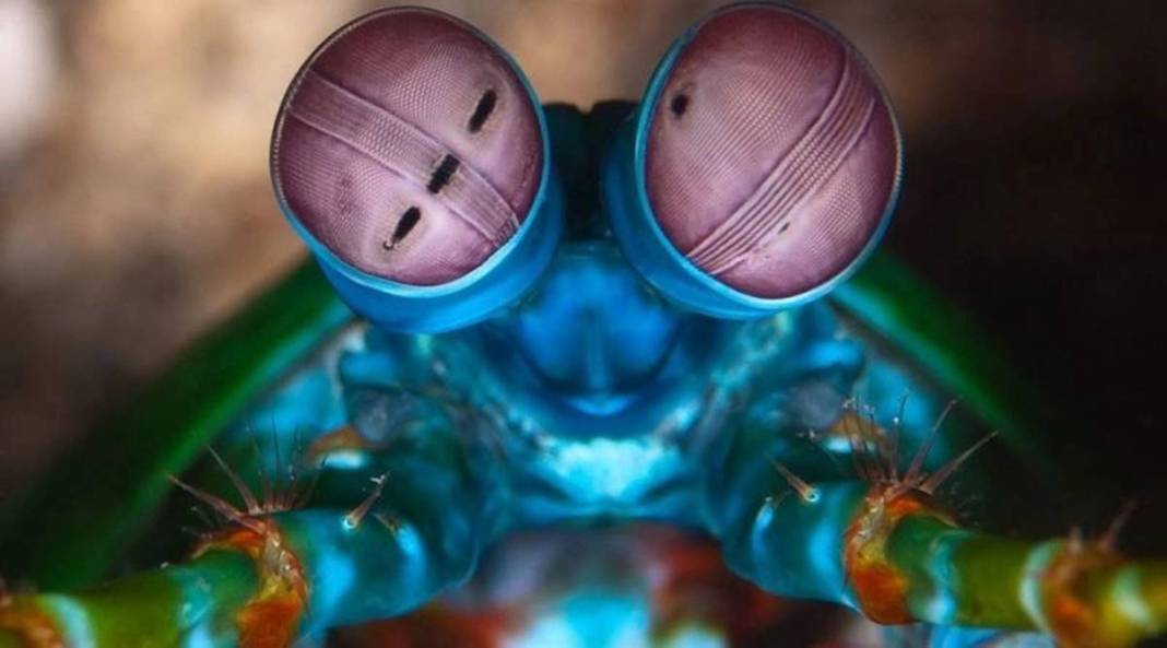 Saatte 80 km hızla yumruk atabiliyor: Meğer tabiatın en güçlü hayvanıymış! Hiç göründüğü gibi değil 12